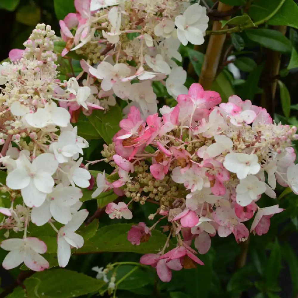 HYDRANGEA paniculata 'Pinky Winky'