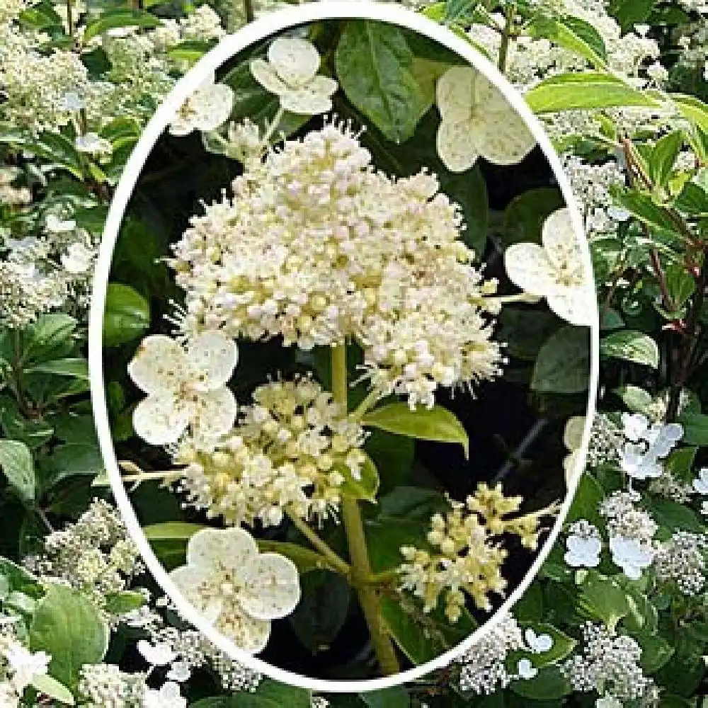 HYDRANGEA paniculata 'Prim White'