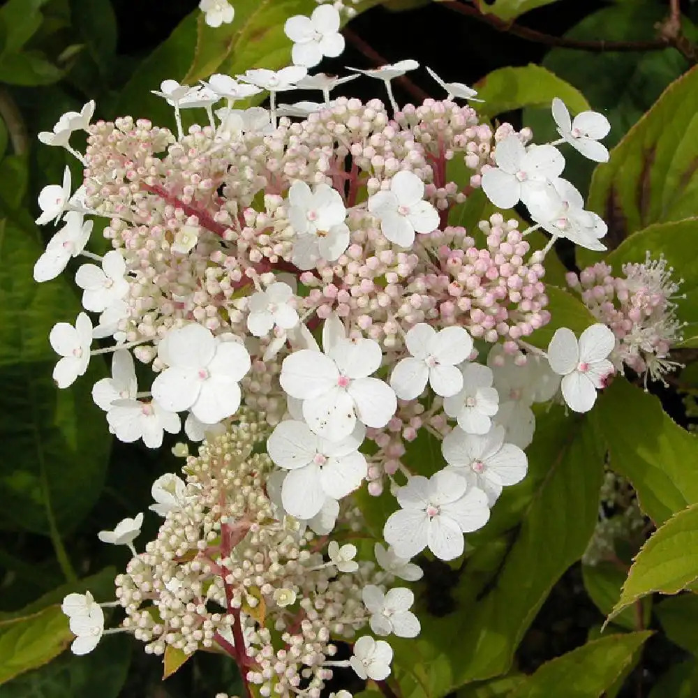 HYDRANGEA paniculata 'Selection'