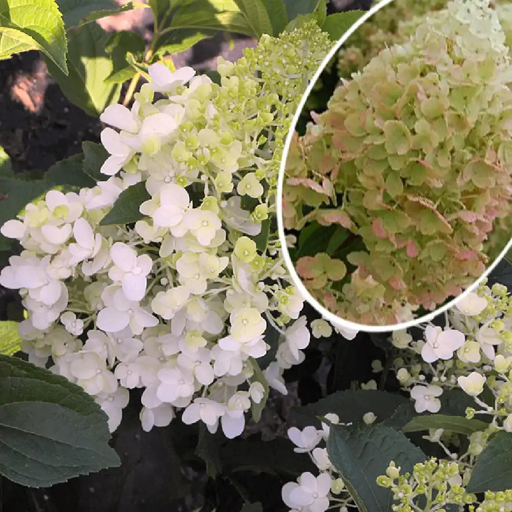 HYDRANGEA paniculata 'Silver Dollar'