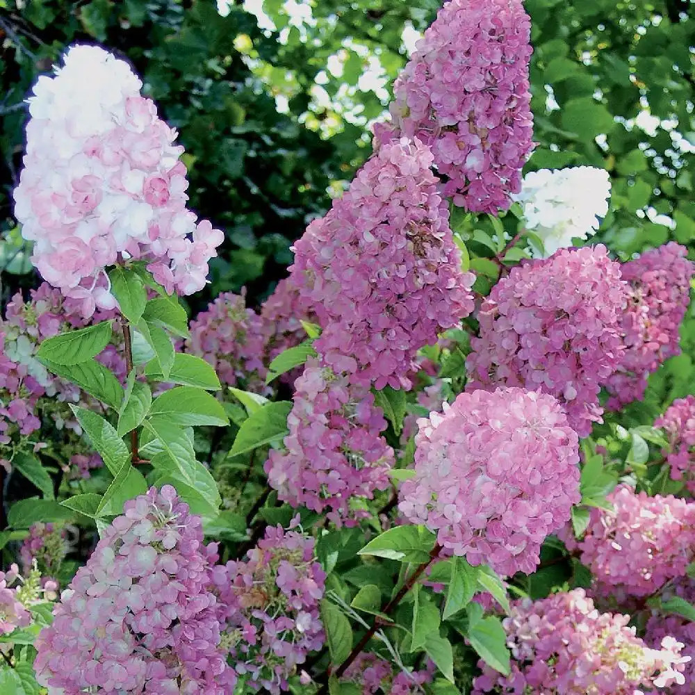 HYDRANGEA paniculata 'Sundae Fraise'