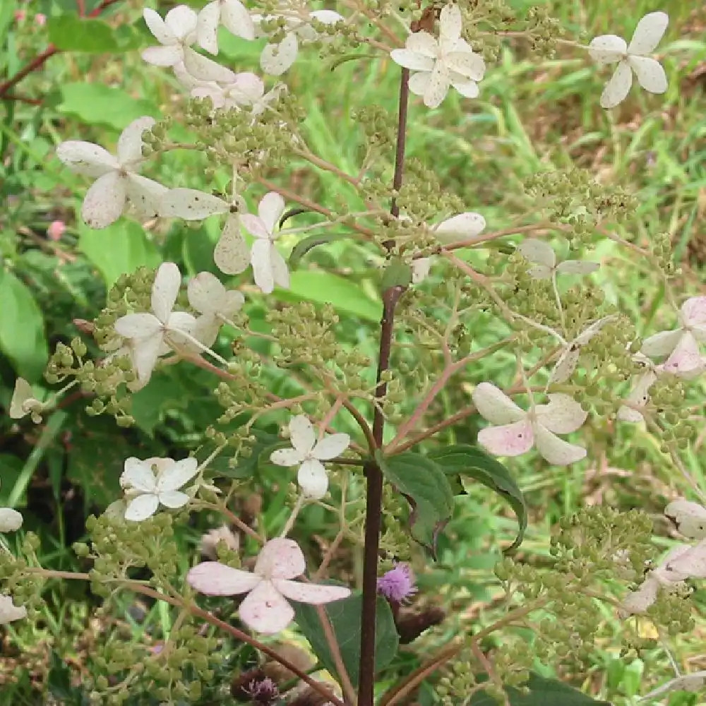 HYDRANGEA paniculata 'Taiwan Form'