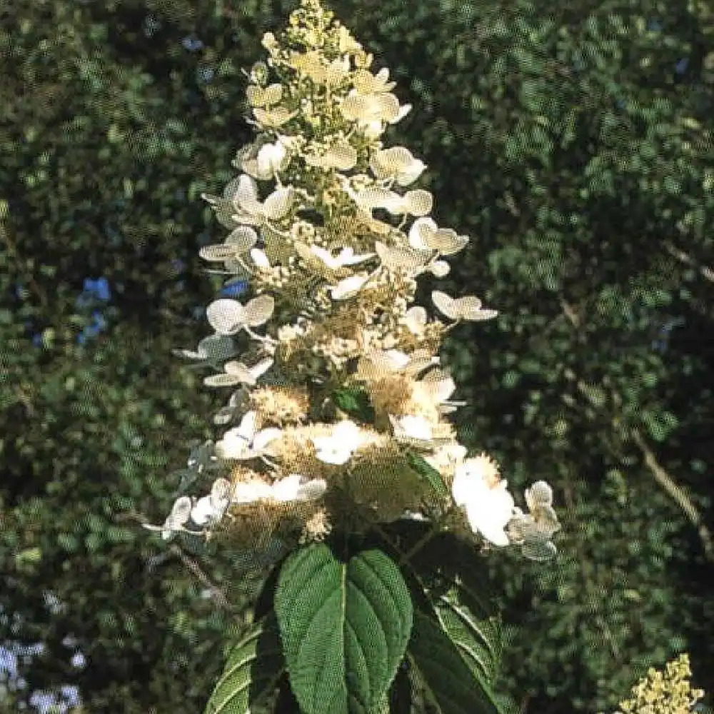 HYDRANGEA paniculata 'Tardiva'