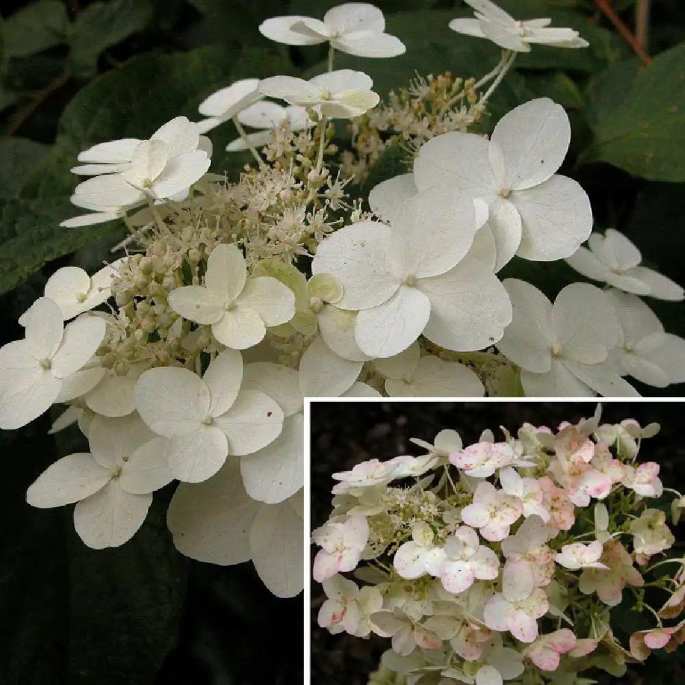 HYDRANGEA paniculata 'Unique'