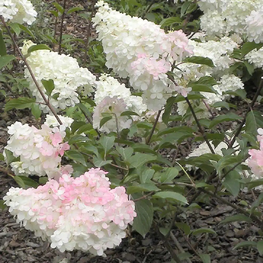 HYDRANGEA paniculata 'Vanille Fraise'