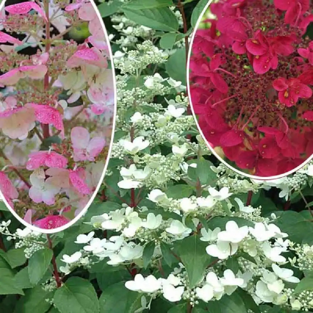 HYDRANGEA paniculata Red' - Hortensia - pépinières Lepage Bretagne Bord de mer