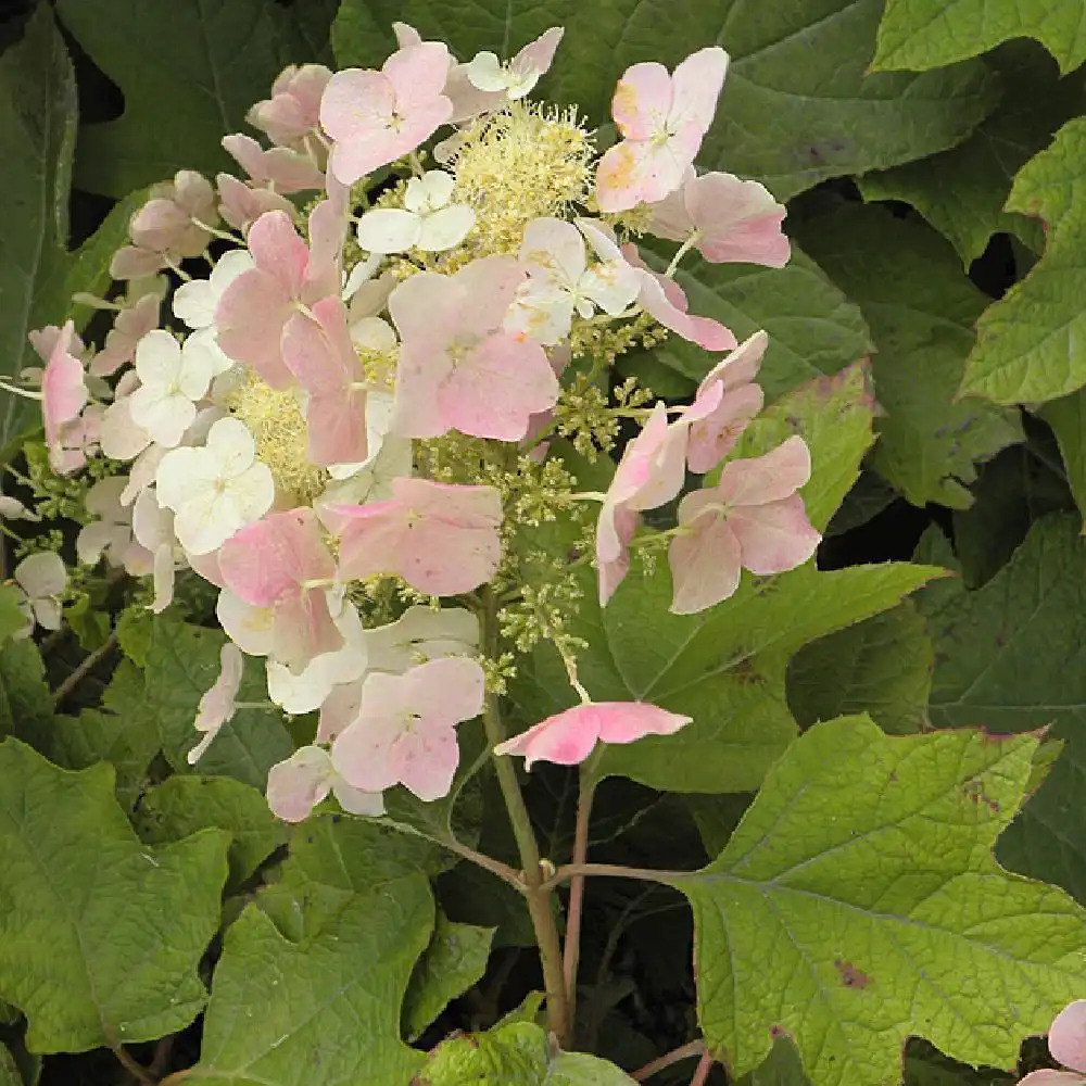 HYDRANGEA quercifolia 'Alison'