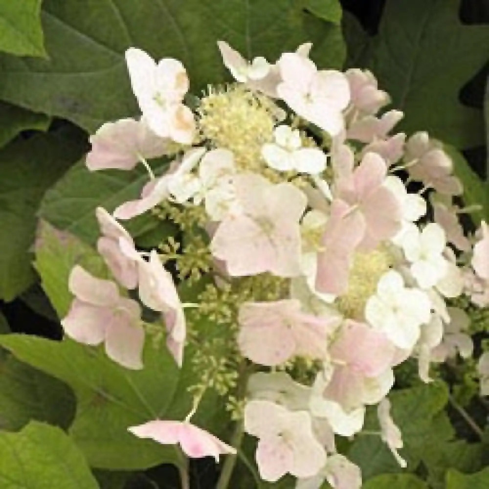 HYDRANGEA quercifolia 'Alice'