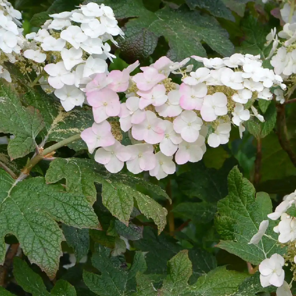 HYDRANGEA quercifolia 'Applause'