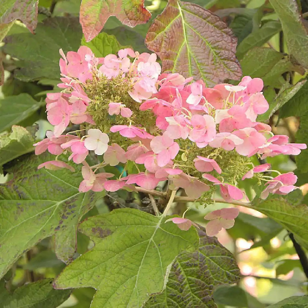 HYDRANGEA quercifolia 'Back Porch'