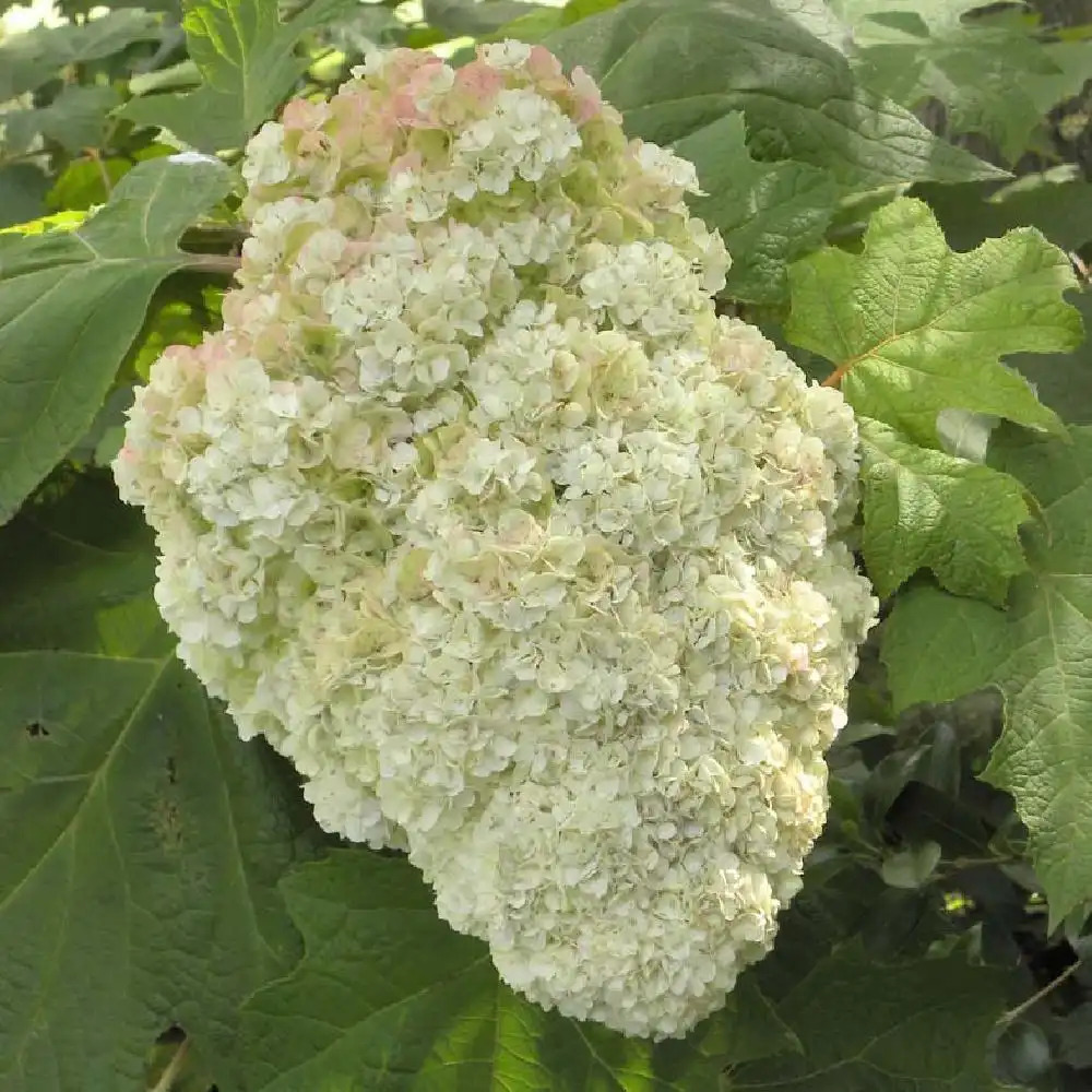 HYDRANGEA quercifolia 'Harmony'