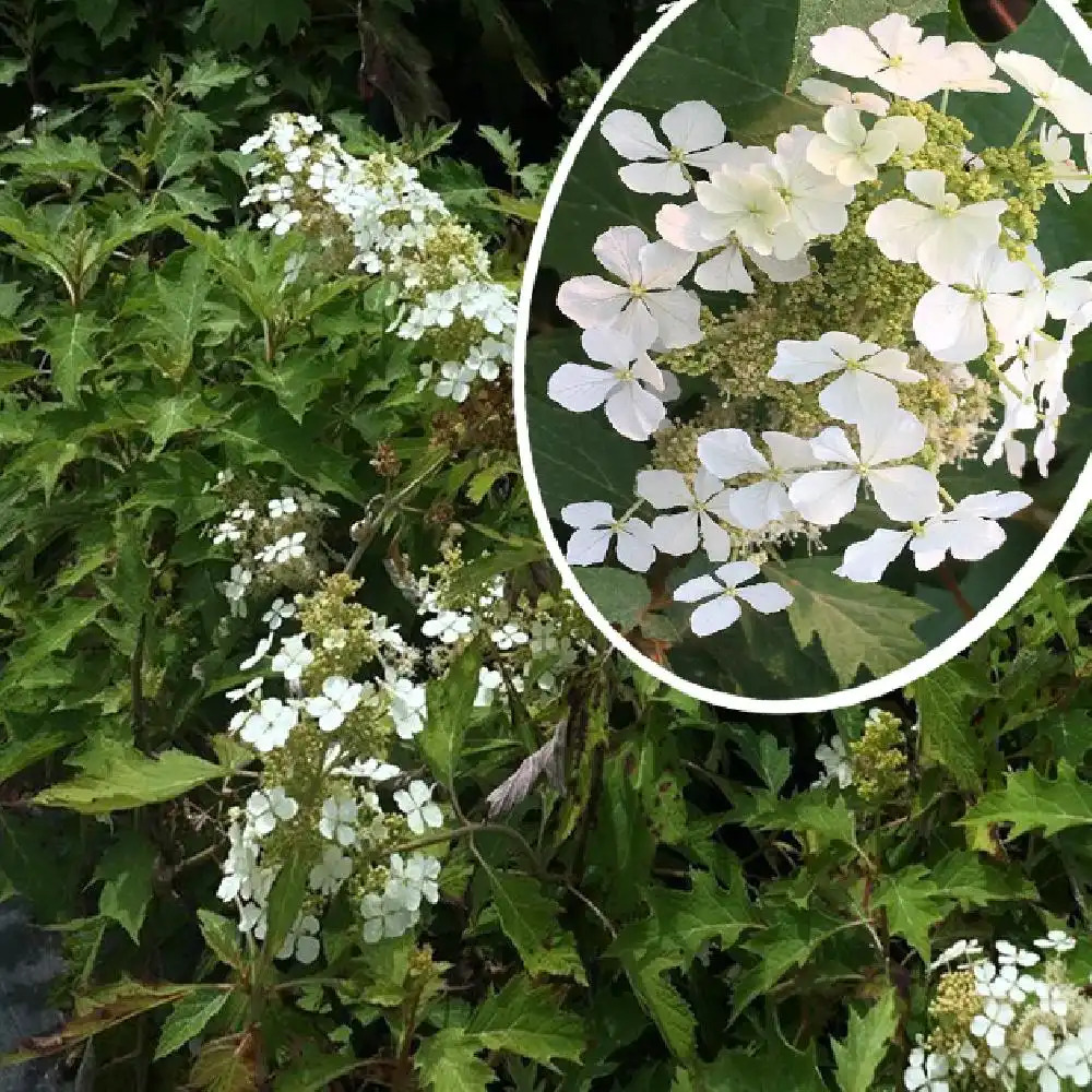 HYDRANGEA quercifolia 'Ice Cristal'