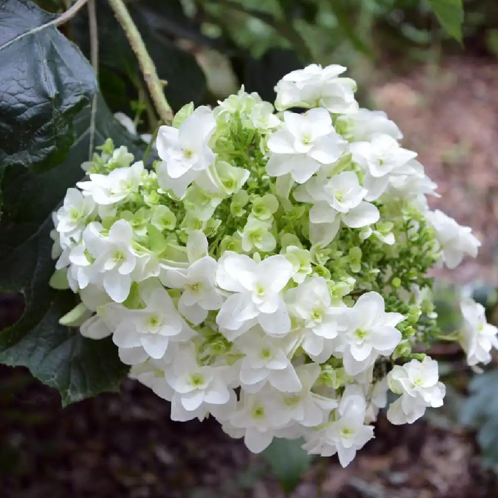 HYDRANGEA quercifolia 'Snow Flake'