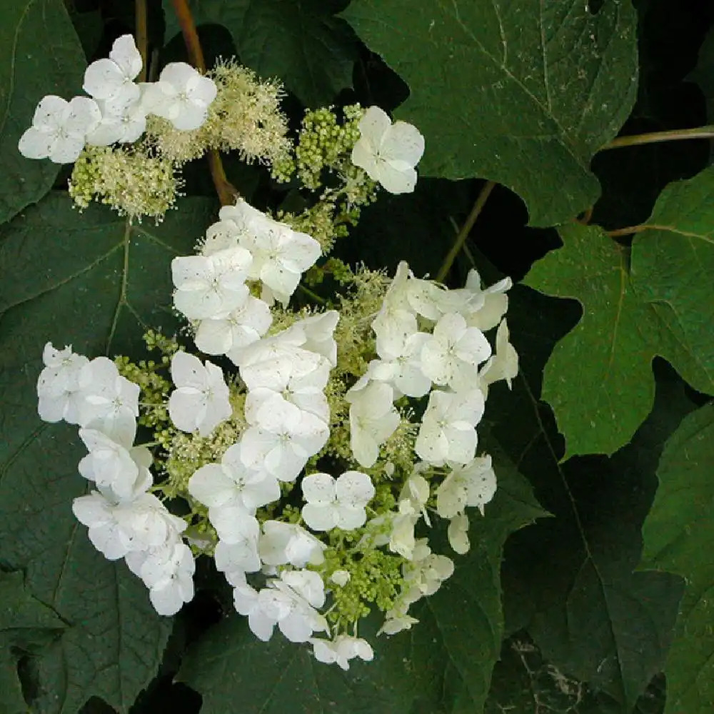 HYDRANGEA quercifolia 'Snow Queen'