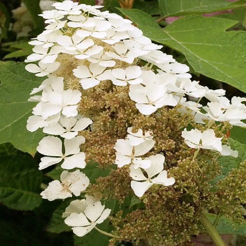 HYDRANGEA quercifolia 'Tennessee Clone'