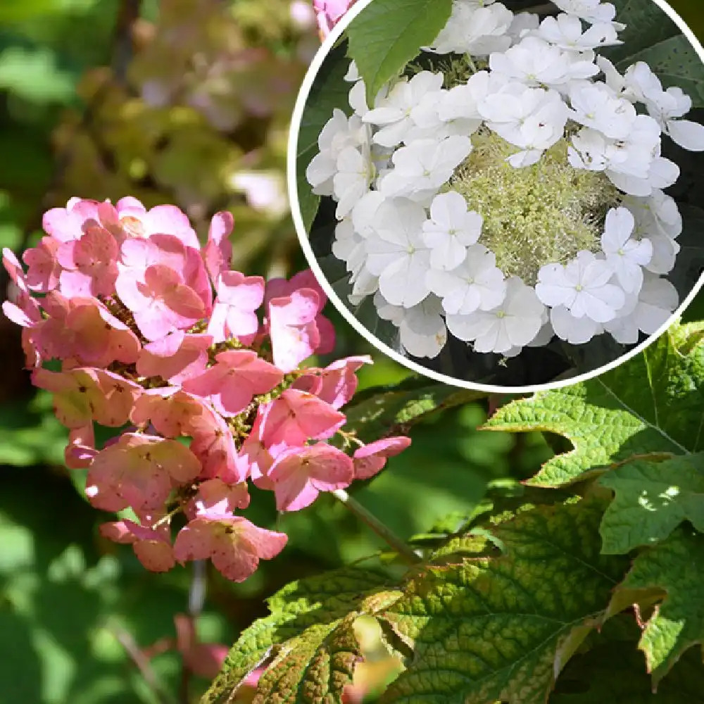 HYDRANGEA quercifolia