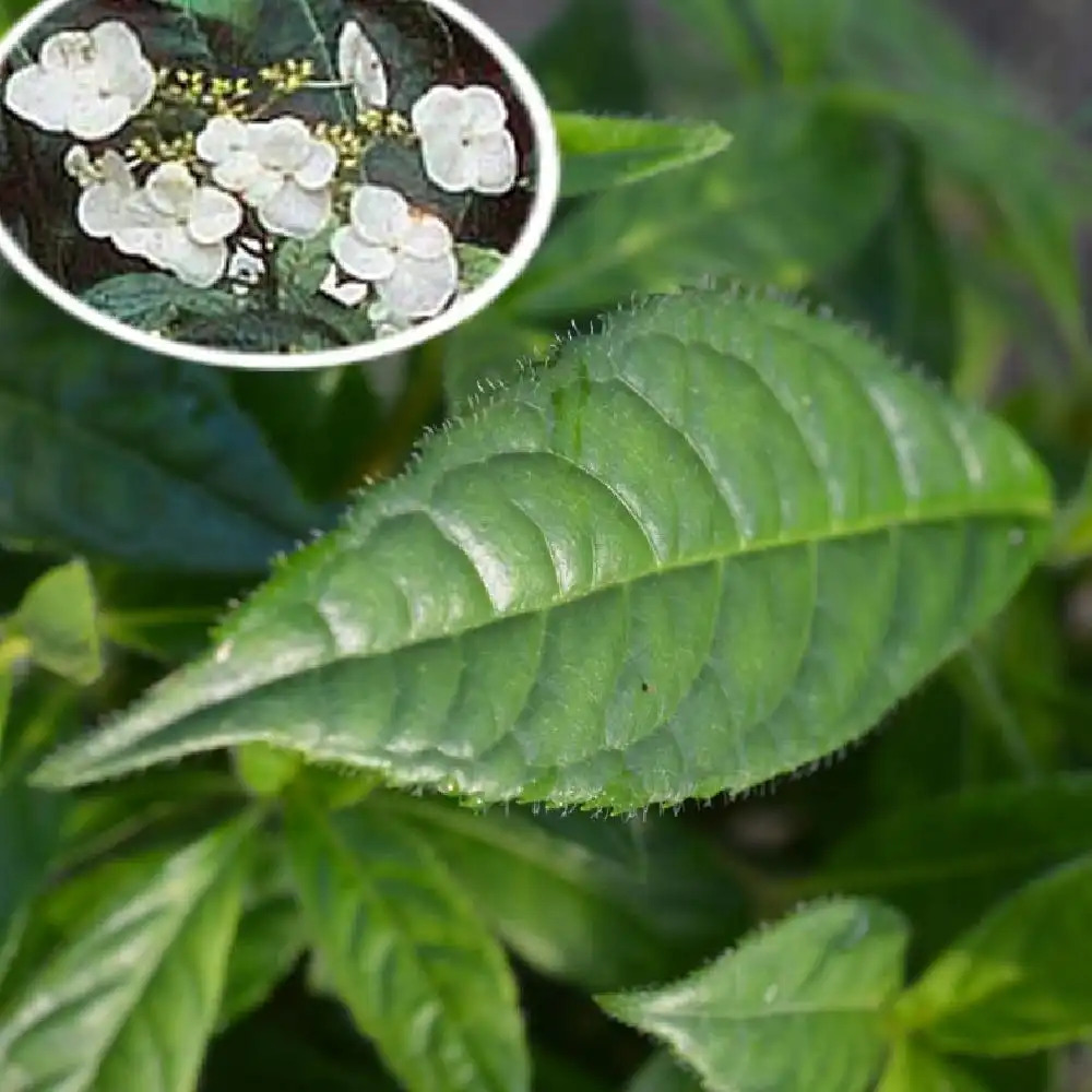 HYDRANGEA scandens subsp. chinensis f. obovatifolia