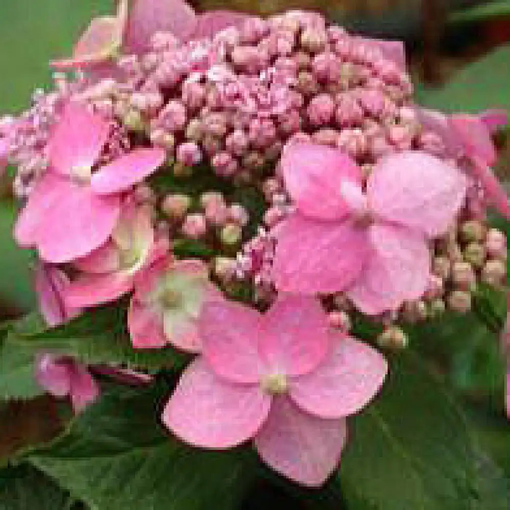 HYDRANGEA serrata 'Al Hime'