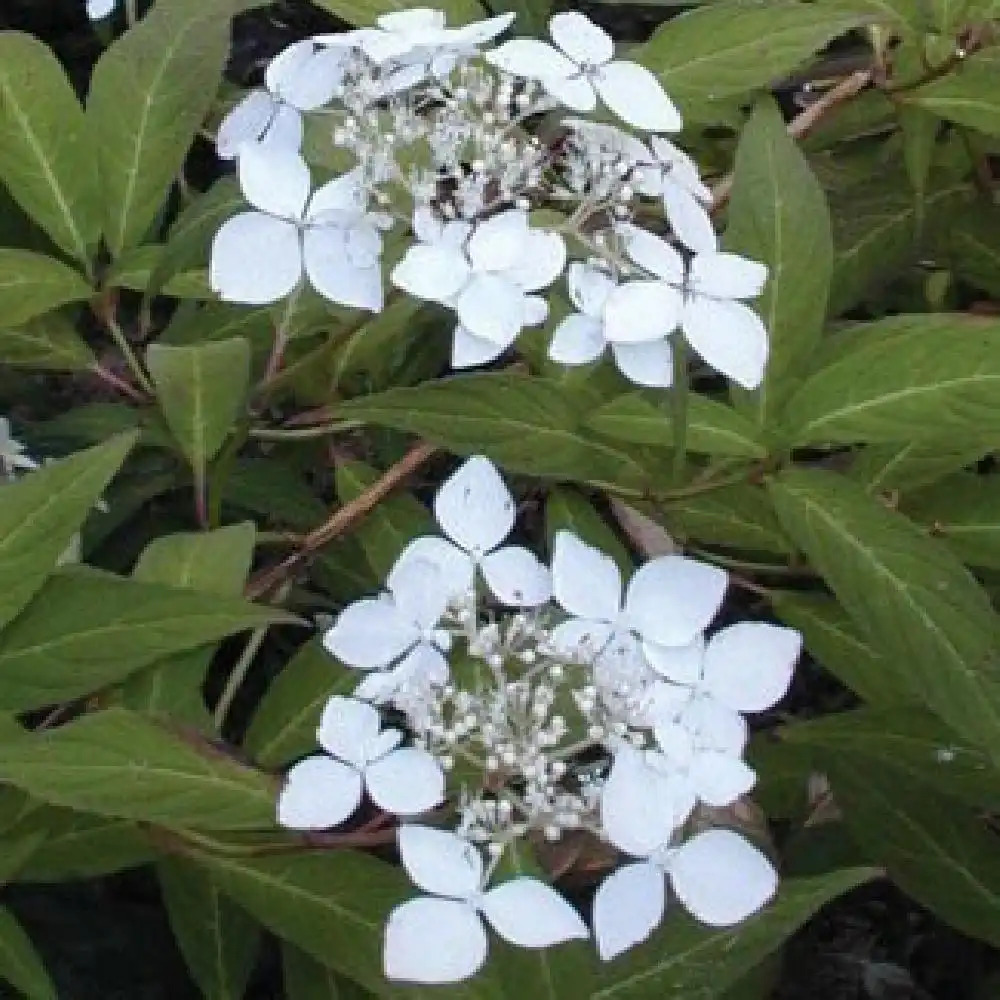 HYDRANGEA serrata 'Amagi Amacha'