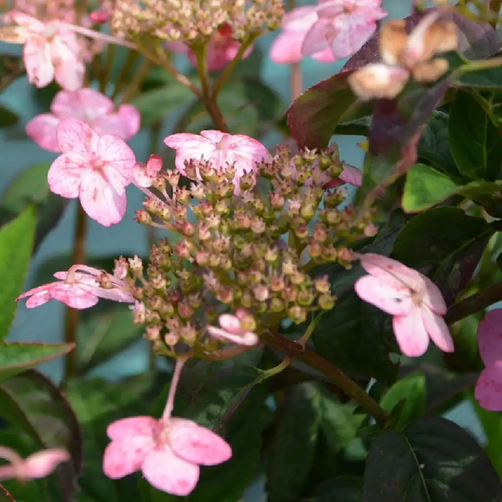 HYDRANGEA serrata 'Autumn Fire'