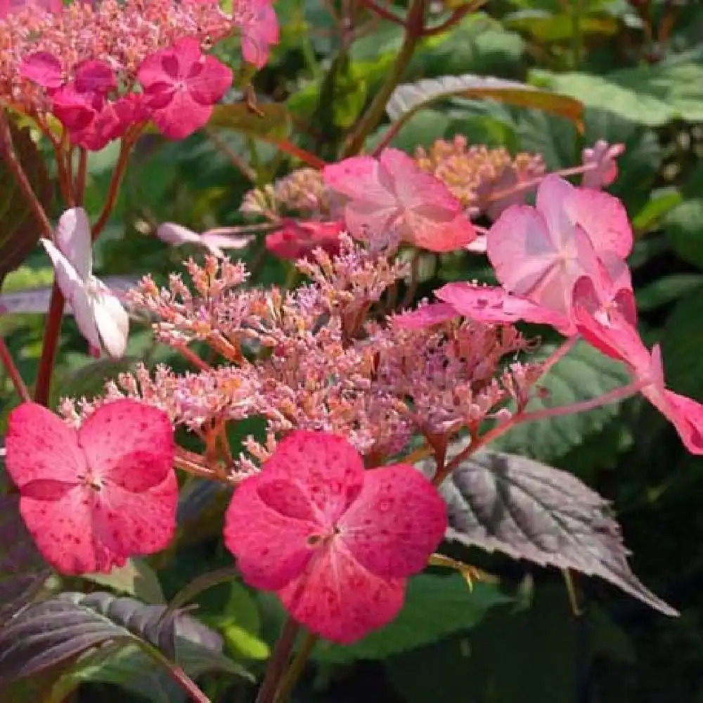 HYDRANGEA serrata 'Avelroz'®