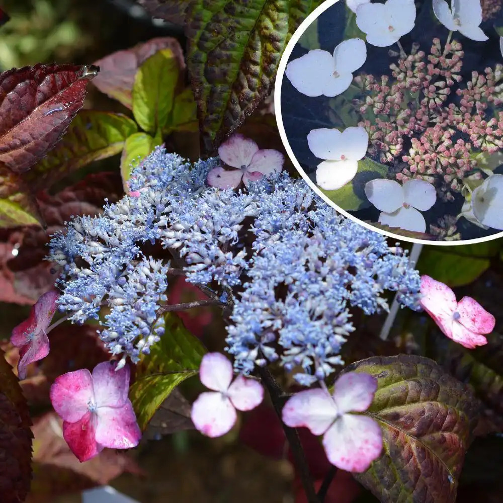 HYDRANGEA serrata 'Beni-gaku'