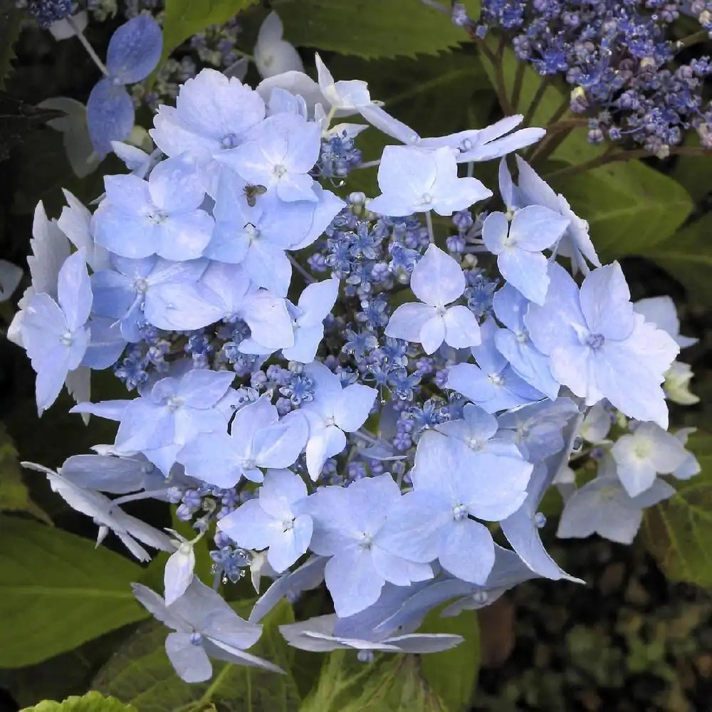 HYDRANGEA serrata 'Blue Decke'