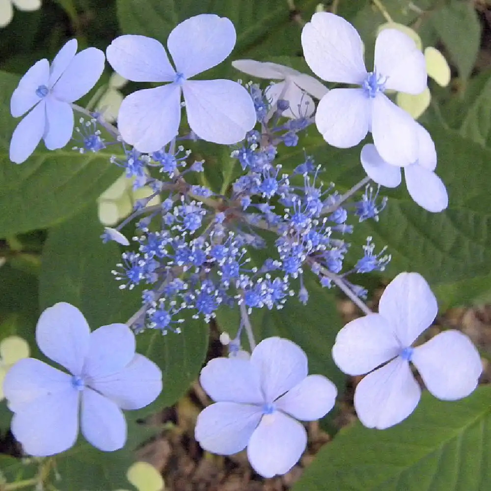 HYDRANGEA serrata 'Bluebird'