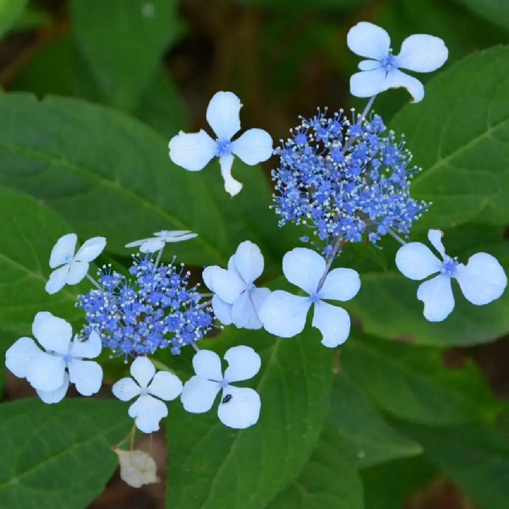 Image of Hydrangea serrata bluebird image 3