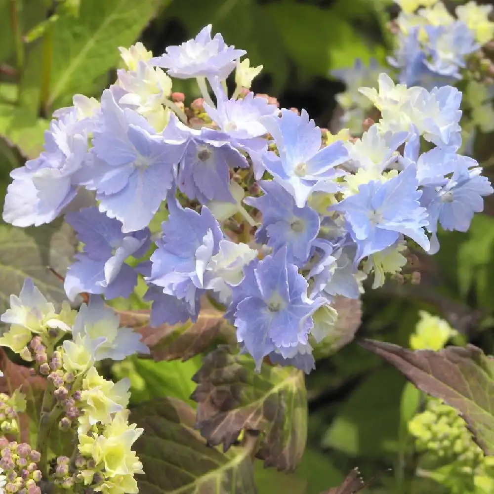 HYDRANGEA serrata 'Cap Sizun'