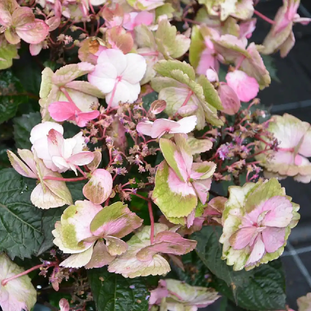 HYDRANGEA serrata 'Cotton Candy'