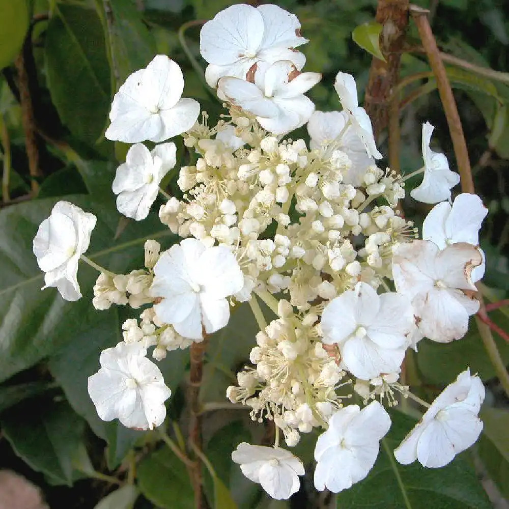 HYDRANGEA seemannii