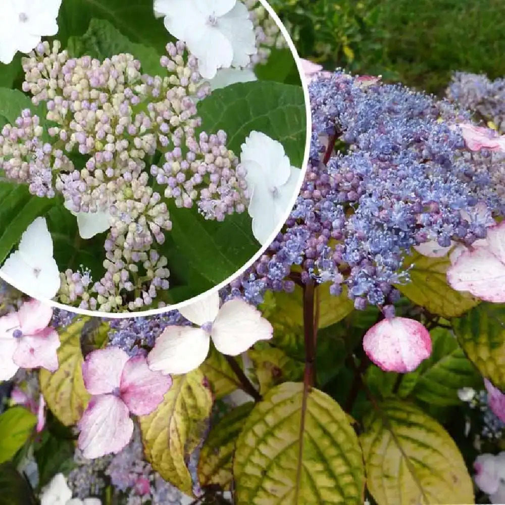 HYDRANGEA serrata 'Golden Sunlight'