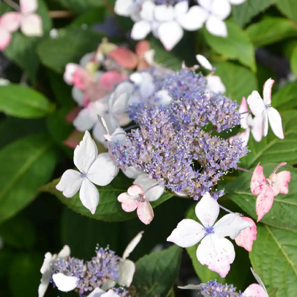 HYDRANGEA serrata 'Grayswood'