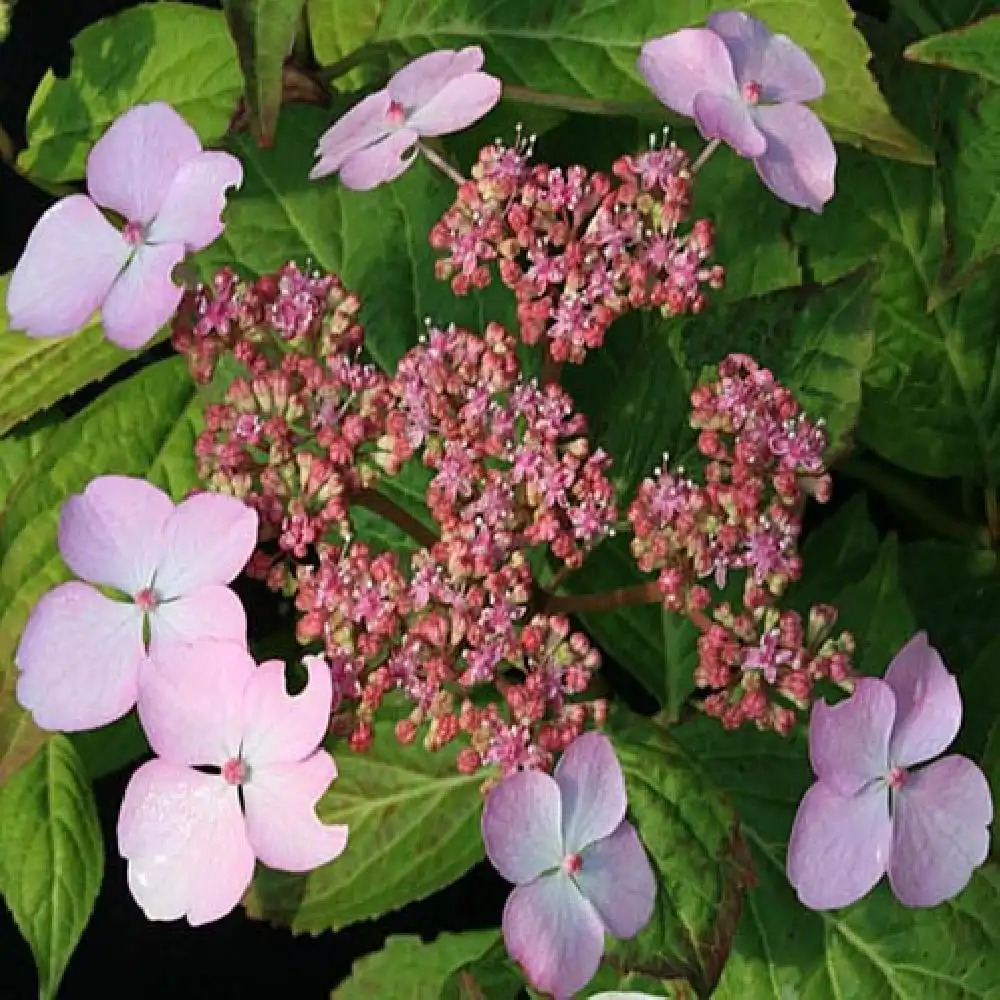 HYDRANGEA serrata 'Isusai Jaku'