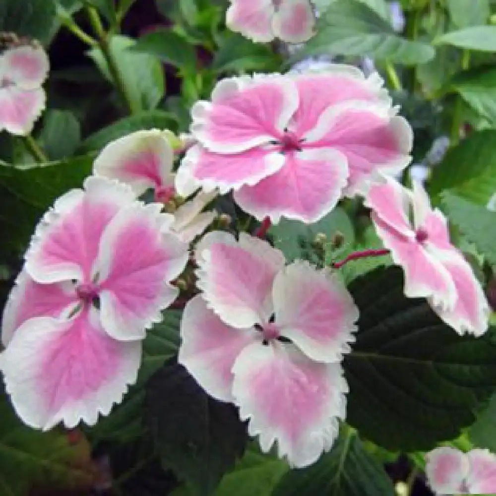 HYDRANGEA serrata 'Komo Chiama'