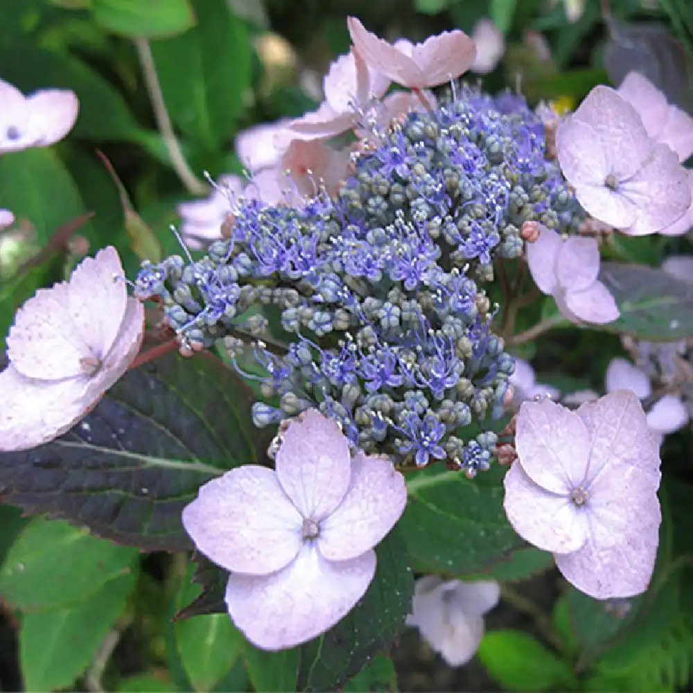 HYDRANGEA serrata 'Koreana'