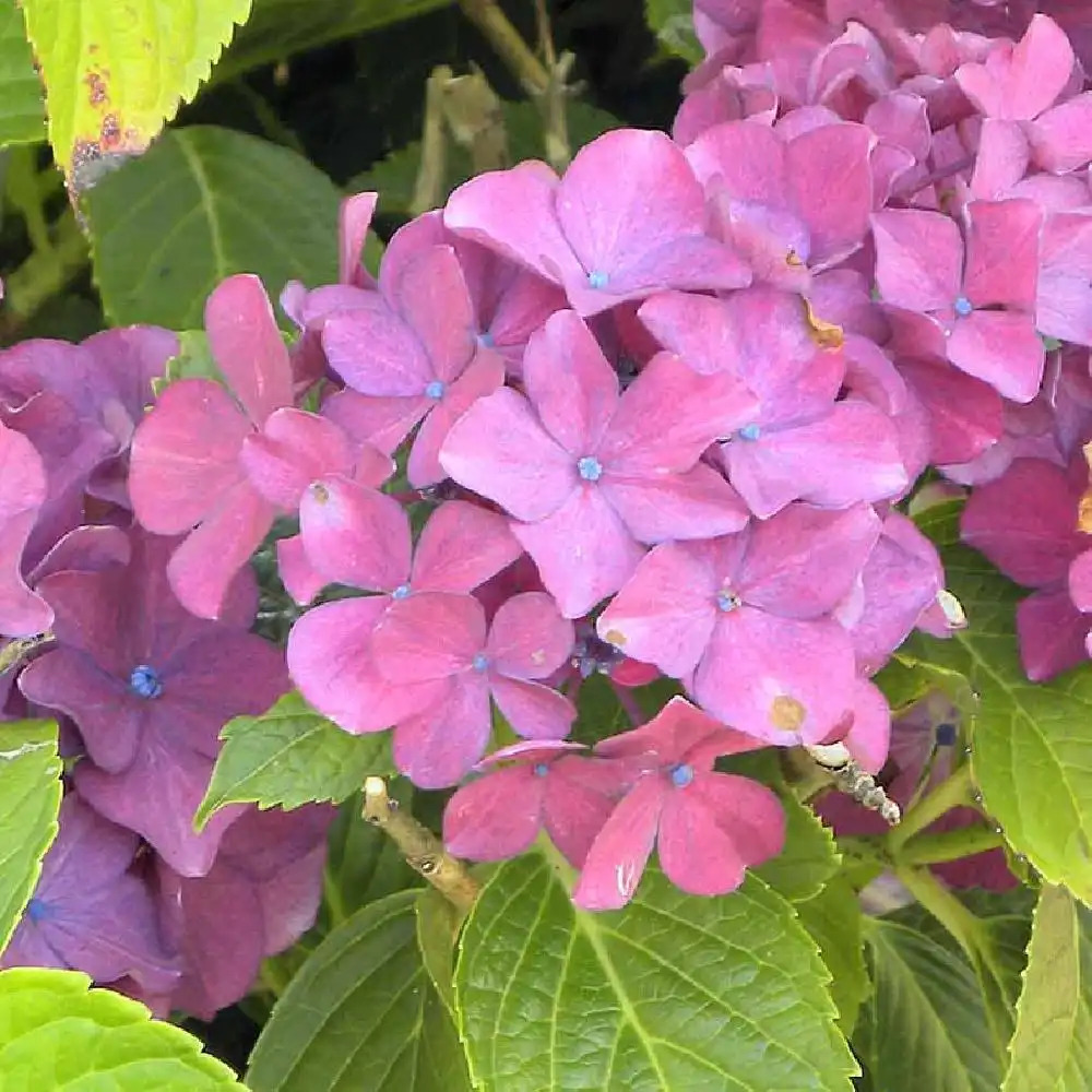 HYDRANGEA serrata 'Kurenai'