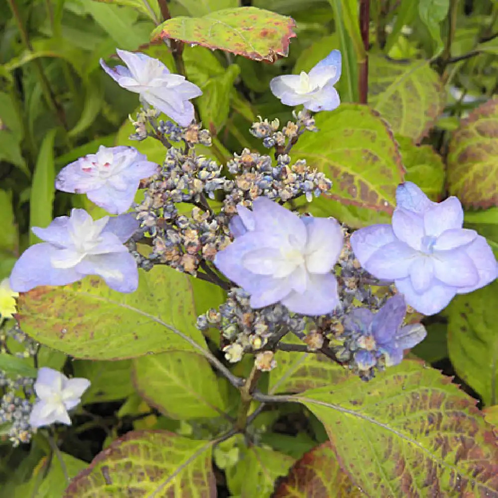 HYDRANGEA serrata 'Miyama Yae Murasaki'