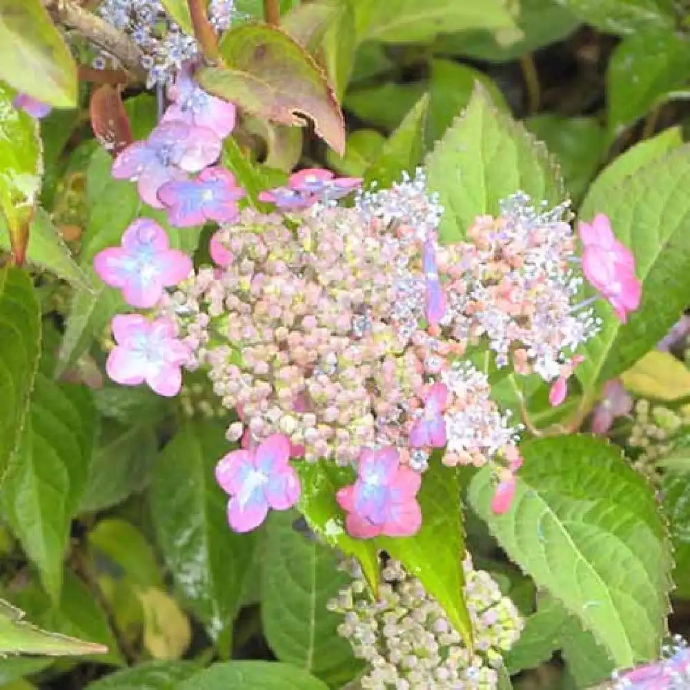 HYDRANGEA serrata 'Mont Aso'