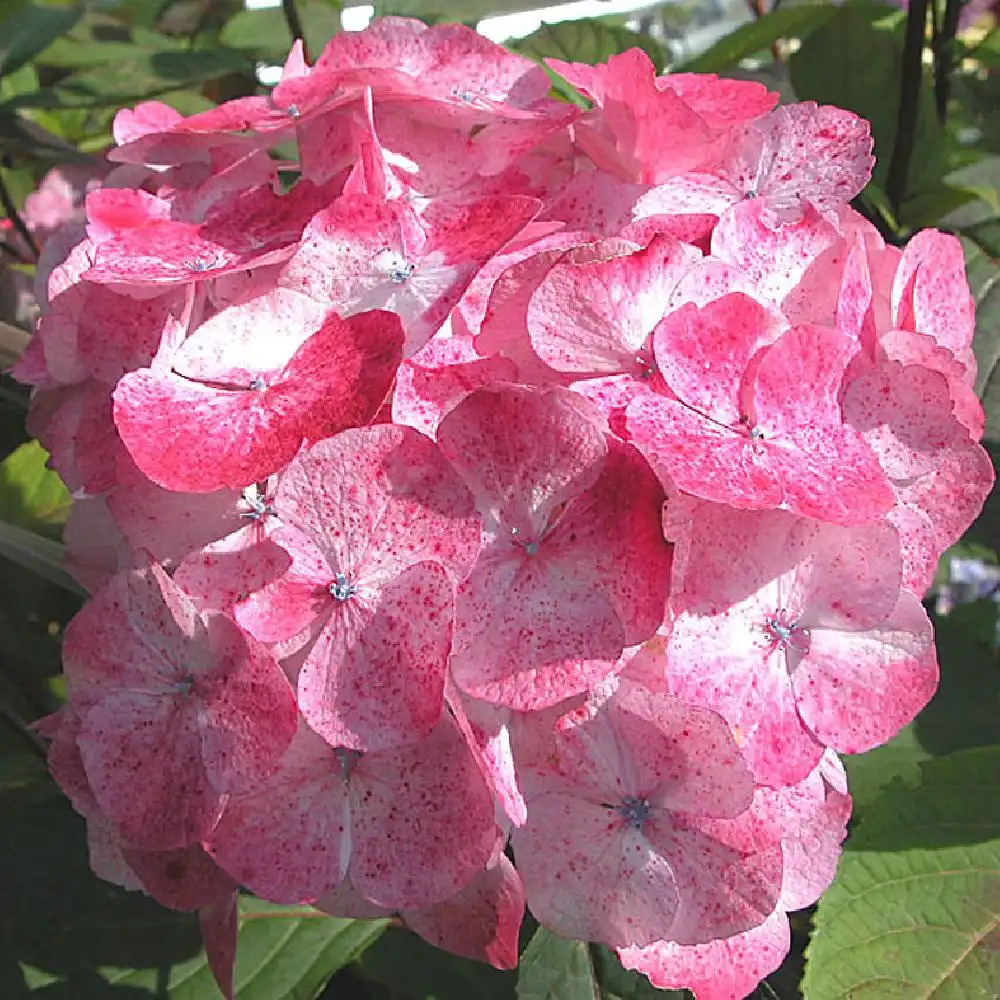HYDRANGEA serrata 'Preziosa'