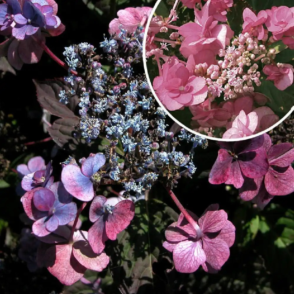 HYDRANGEA serrata 'Santiago'