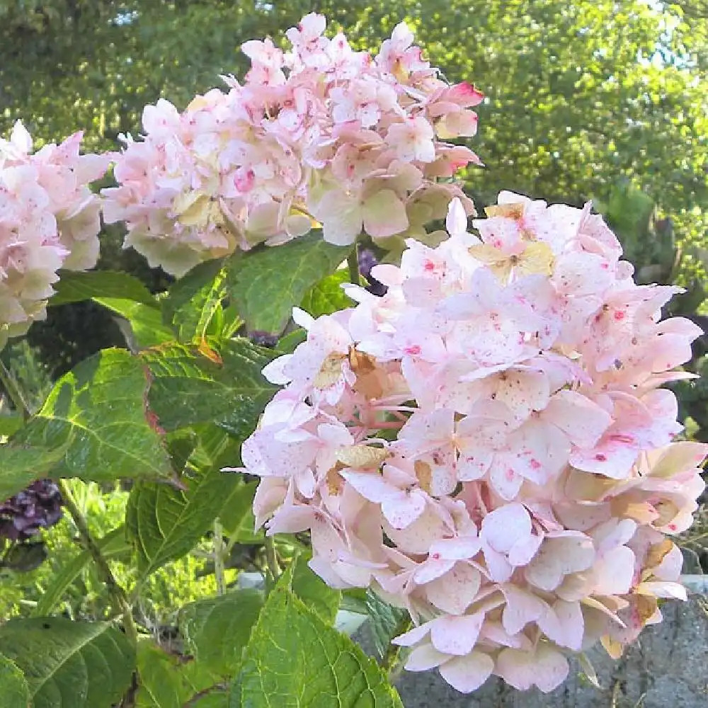 HYDRANGEA serrata 'Shin Ozeki'