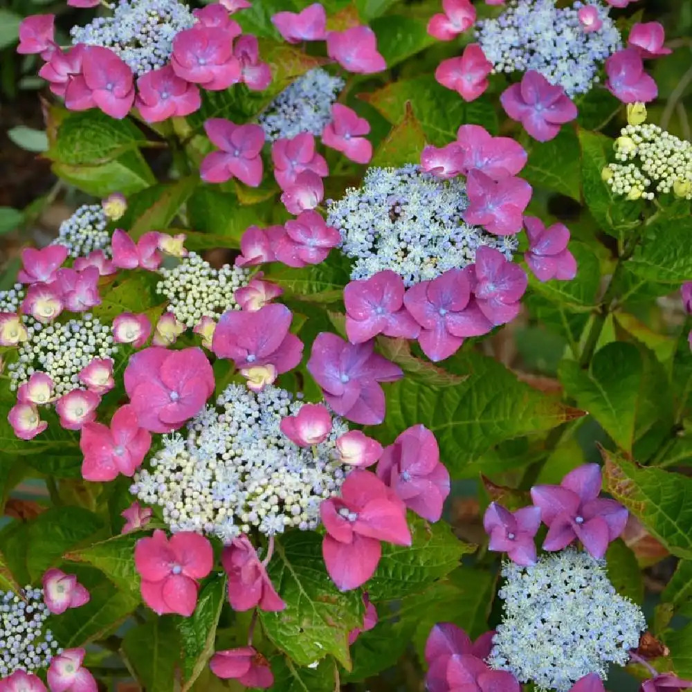 HYDRANGEA serrata 'Shojo'