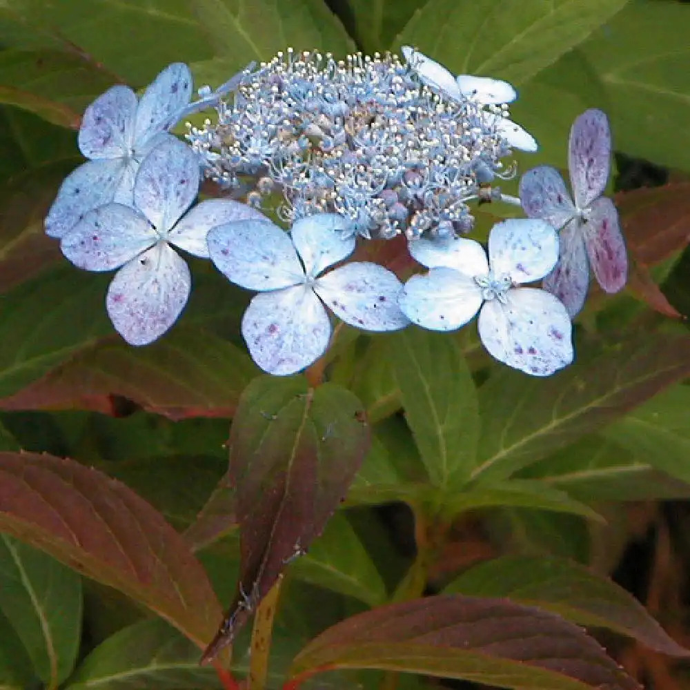 HYDRANGEA serrata 'Tiara'