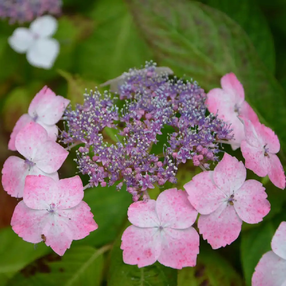 HYDRANGEA serrata 'Tokyo Delight'