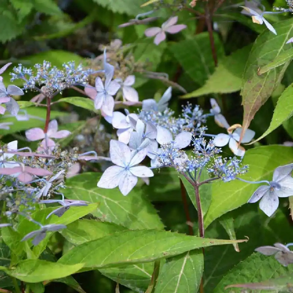 HYDRANGEA serrata 'Umbellata'