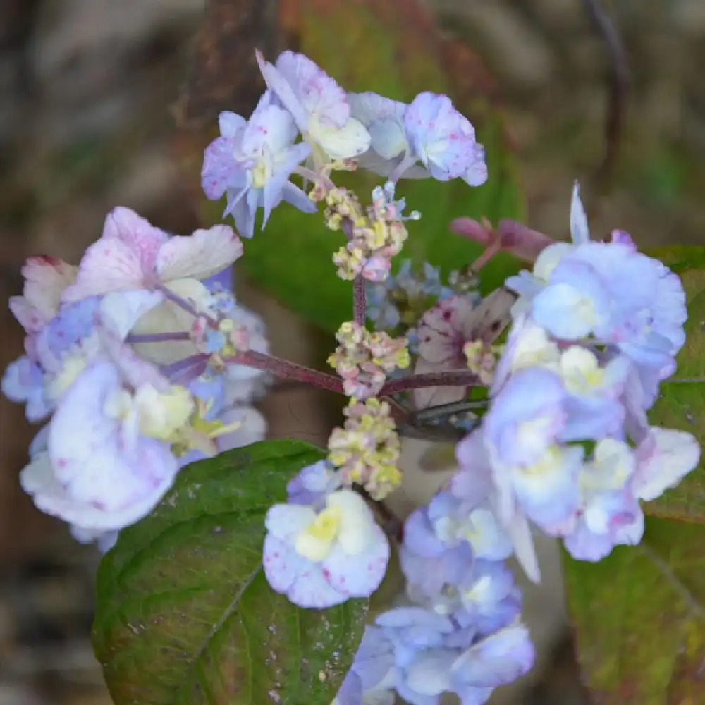 HYDRANGEA serrata 'Yae-no-amacha'