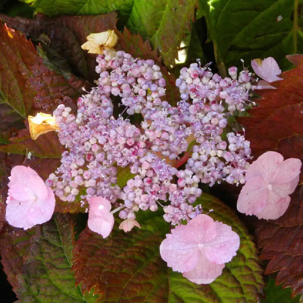 HYDRANGEA serrata subsp. yezoensis