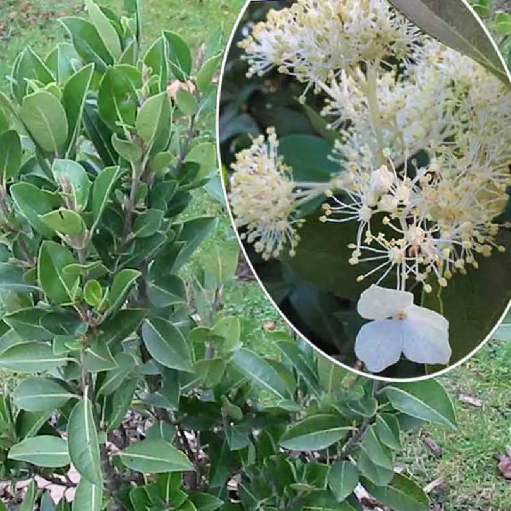 HYDRANGEA serratifolia